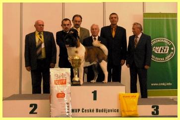   Ike: MVP České Budějovice won titles Excellent 1,  CAC, CACIB, BOB, BIG, BID, BIS !!!
